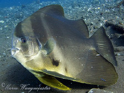 Batfish (Platax teira) at a cleaning station - Seraya, Ba... by Marco Waagmeester 